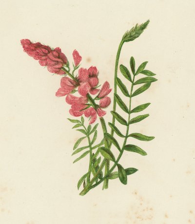 Sulla, Onobrychis Sativa da English School
