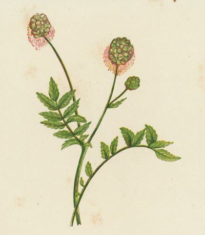 Pimpinella, Poterium Sanguisorba da English School