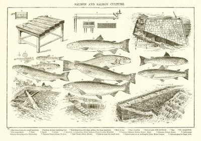 Salmone e Cultura del Salmone da English School