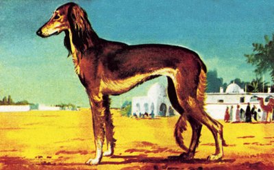 Saluki da English School