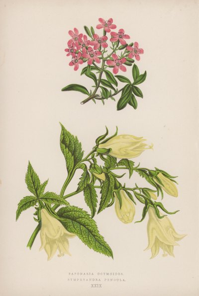 Saponaria Ocymoides; Symphyandra Pendula da English School