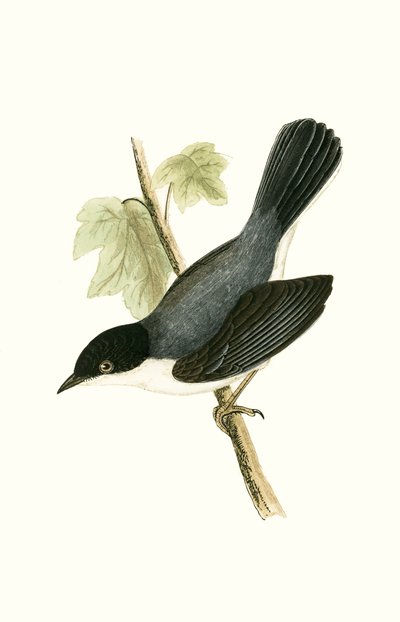 Occhiocotto, illustrazione da 