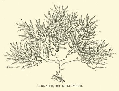Sargasso, o erba del Golfo da English School