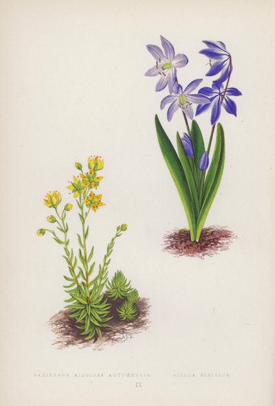 Saxifraga Aizoides Autumnalis; Scilla Sibirica da English School