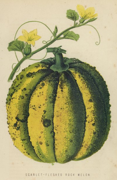 Melone Roccia a Polpa Rossa da English School