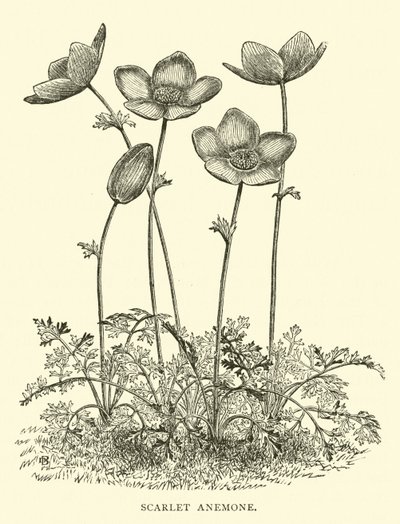Anemone Scarlatto da English School