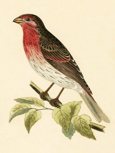 Cardellino scarlatto, illustrazione da 