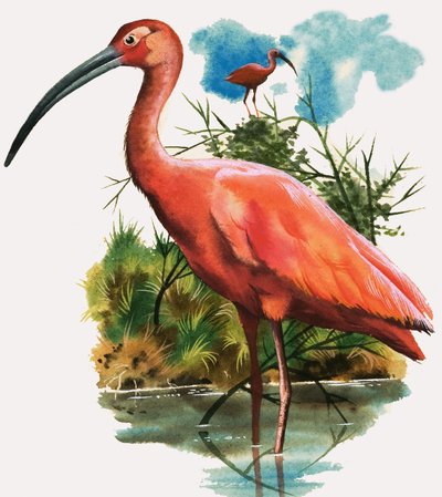 Ibis scarlatto da English School
