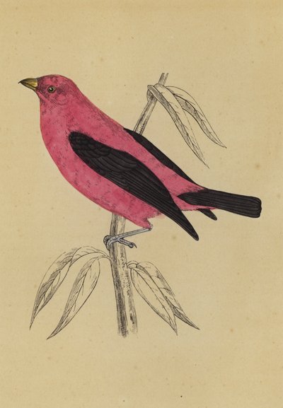 Tanager Scarlatto da English School