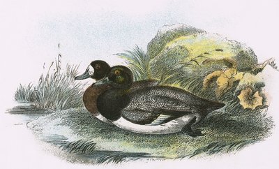 Anatra scaup da English School