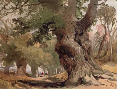 Scena nella foresta di Sherwood da English School