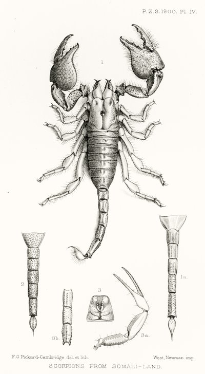 Scorpioni dalla Somalia, illustrazione da The Hope Reports, Vol. II, 1897-1900, a cura di Edward B. Poulton, Oxford, 1901 da English School