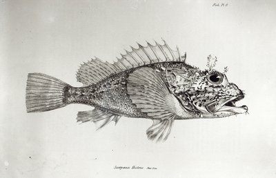 Pesce scorpione, tavola 8 da 