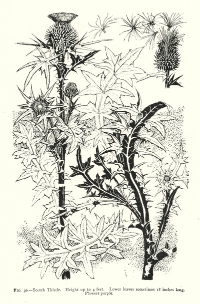 Cardo scozzese; Altezza fino a 4 piedi; Foglie inferiori a volte lunghe 18 pollici; Fiori viola da English School