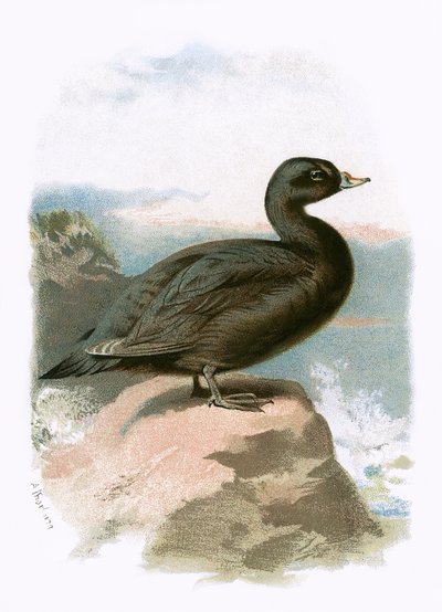 Scoter da English School