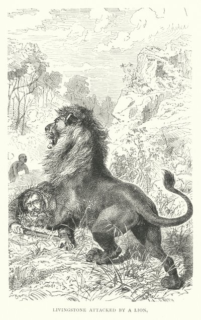 Il missionario scozzese David Livingstone attaccato da un leone in Africa da English School