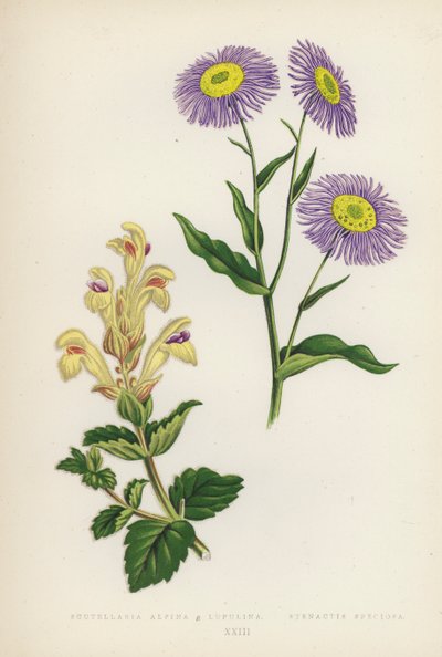 Scutellaria Alpina B Lupulina; Stenactis Speciosa (litografia a colori) da English School