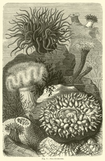 Anemoni di mare da English School