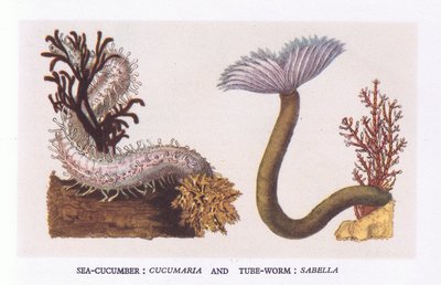 Cetriolo di mare e verme tubolare, Natura in Gran Bretagna pubblicata da Collins da English School