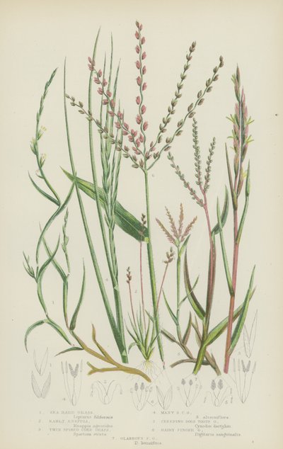 Erba dura marina, knappia precoce, spartina a due spighe, spartina a molte spighe, dente di cane strisciante da English School
