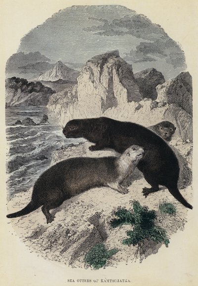 Lontra Marina di Kamtschatka da English School