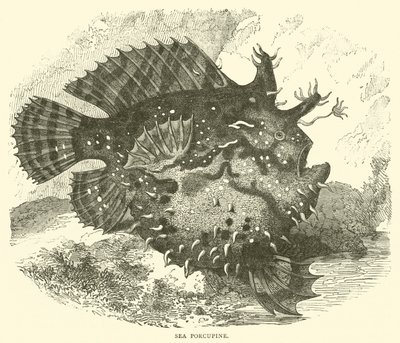 Pesce porcospino da English School