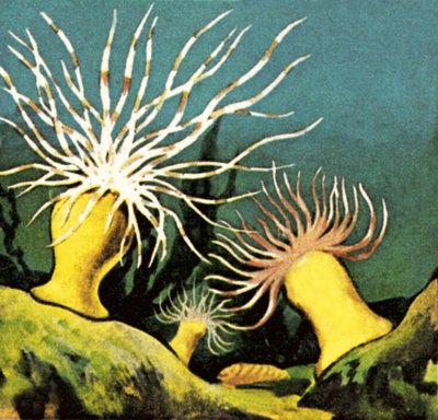 Anemoni di mare da English School