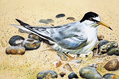 Uccello marino (Beccaccia di mare) da English School