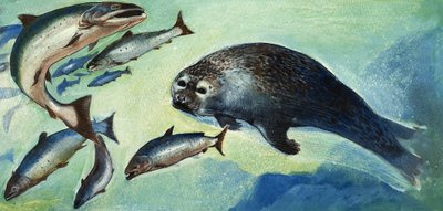 Foca e pesce da English School