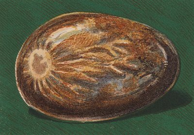 Ciottolo marino da English School