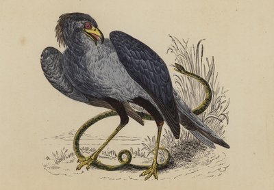 Uccello segretario (litografia a colori) da English School
