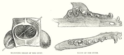 Organo secretore della civetta, denti della civetta da English School