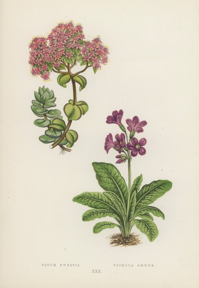 Sedum Ewersii; Primula Amoena da English School