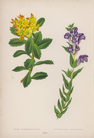 Sedum Kamtschaticum; Scutellaria Macrantha da English School