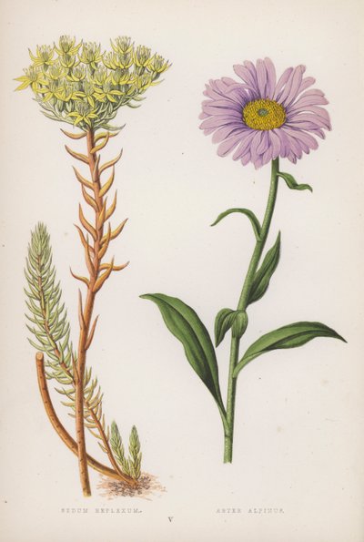 Sedum Reflexum; Aster Alpinus (litografia a colori) da English School