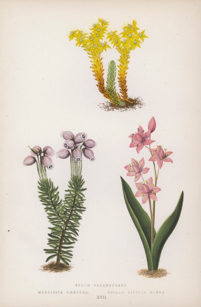 Sedum Sexangulare; Menziesia Caerulea; Scilla Bifolia Rubra da English School