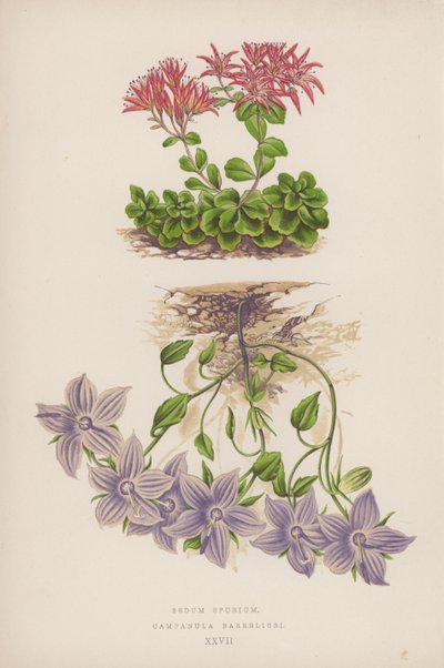 Sedum Spurium; Campanula Barrelieri da English School