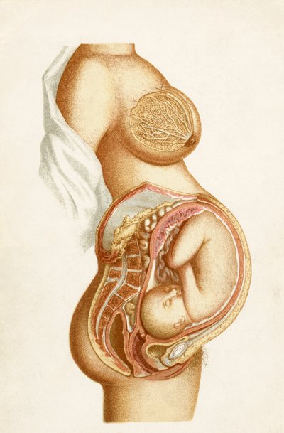 Sezione semi-diagrammatica di una gravidanza a termine che mostra la posizione del feto in utero, dal Manuale di infermieristica ostetrica, pubblicato nel 1889 da English School