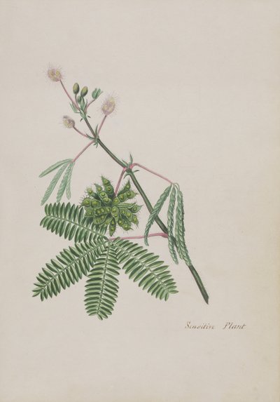 Pianta sensibile, illustrazione da un Album di Poesie, c.1828 da English School