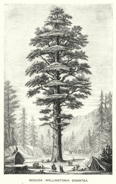 Sequoia Gigantea (incisione) da English School