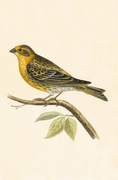 Serin Finch, illustrazione da 