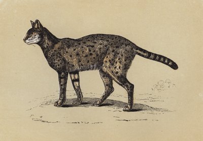 Serval (litografia a colori) da English School