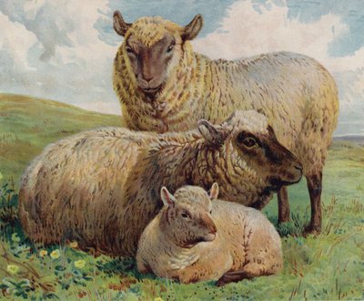 Pecora e agnello da English School