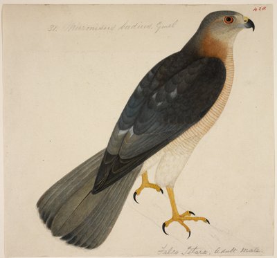 Shikra, o 