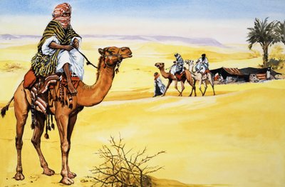 Navi del deserto da English School