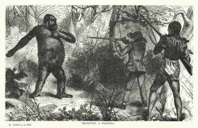 Sparare a un gorilla da English School