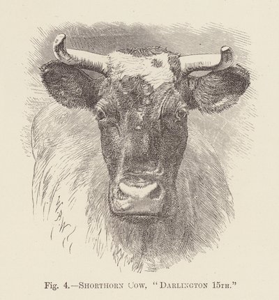 Mucca Shorthorn, "Darlington 15th" da English School
