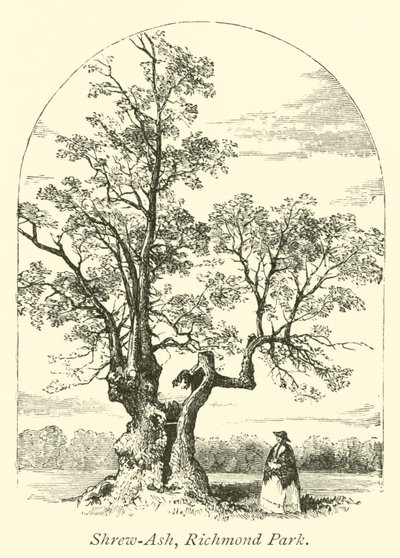 Shrew-Ash, Richmond Park da English School