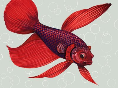 Pesce Combattente Siamese da English School