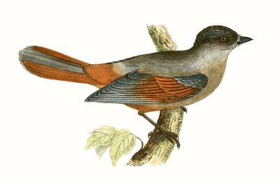 Ghiandaia siberiana, illustrazione da 